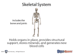 Skeletal & Muscular Vocab Website