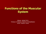 Muscle tissue and physiology