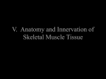 V. Anatomy and Innervation of Skeletal Muscle Tissue