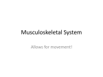 MusculoskeletalA