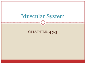 Muscular System (138).