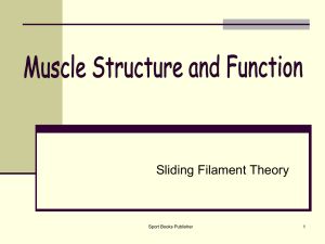 The Sliding Filament Theory