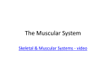 Notes - The Muscular System