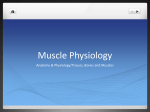 Muscle Physiology PPT