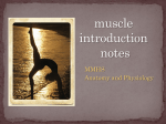 Intro Muscle Lecture ()