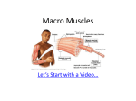 Macro Muscles