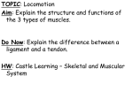 What are the parts and functions of the Muscular System?