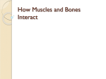 How Muscles and Bones Interact