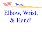 Bones of the Elbow