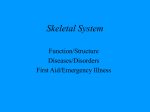 Skeletal System - shaw