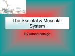 The skeletal & muscular system