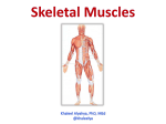 2-Skeletal Muscles