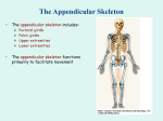 Appendicular Skeleton PPT - Misty Cherie ~ Glass Artist