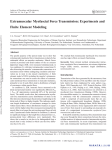 Extramuscular Myofascial Force Transmission: Experiments and Finite Element Modeling