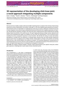 3D representation of the developing chick knee joint: