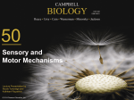 50 BIOLOGY Sensory and Motor Mechanisms