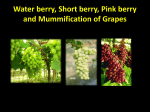 Water Berries