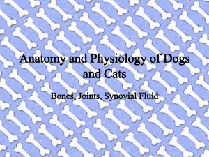 Anatomy and Physiology of Dogs and Cats