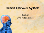 Human Nervous System