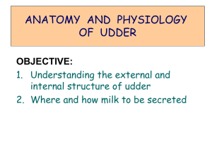 ANATOMY AND PHYSIOLOGY OF UDDER