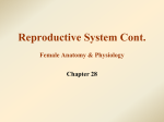 3. Female Reproductive System WEB