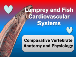 Cardiovascular NOTES