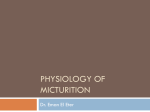 L4-Physiology of Micturition