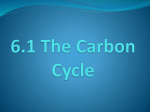 The Carbon Cycle