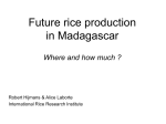 Future rice production in Madagascar