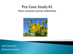 Pro Case Study #1 Plant creosote (Larrea tridentata)