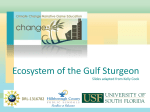 Gulf sturgeon PPT