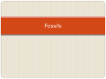 Geologic Time & Fossils