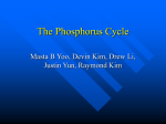 The Phosphorus Cycle