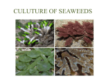 CULUTURE OF SEAWEEDS