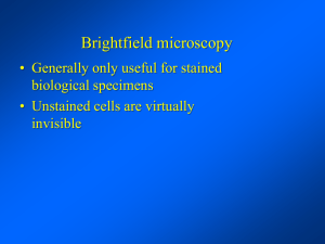 Confocal Microscopy