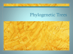 Phylogenetic Trees- stdt version