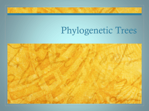 Phylogenetic Trees- stdt version