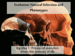 Evolution Nat Selection and Phenotypes