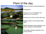Plant of the day