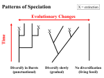 Patterns of Speciation