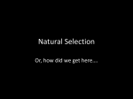 Natural Selection - Dave Brodbeck