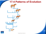 17-4 Patterns of Evolution