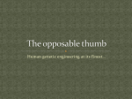 The opposable THUMB