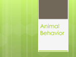 Animal Behavior