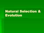 Natural Selection & Evolution