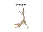 Evolution Powerpoint