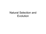 Natural Selection and Evolution