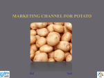 MARKETING CHANNEL FOR POTATO