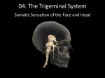 Trigeminal system