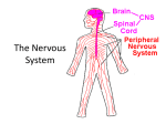 The Nervous System